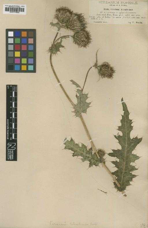 Cirsium x aleutrense Porta - BM001043085