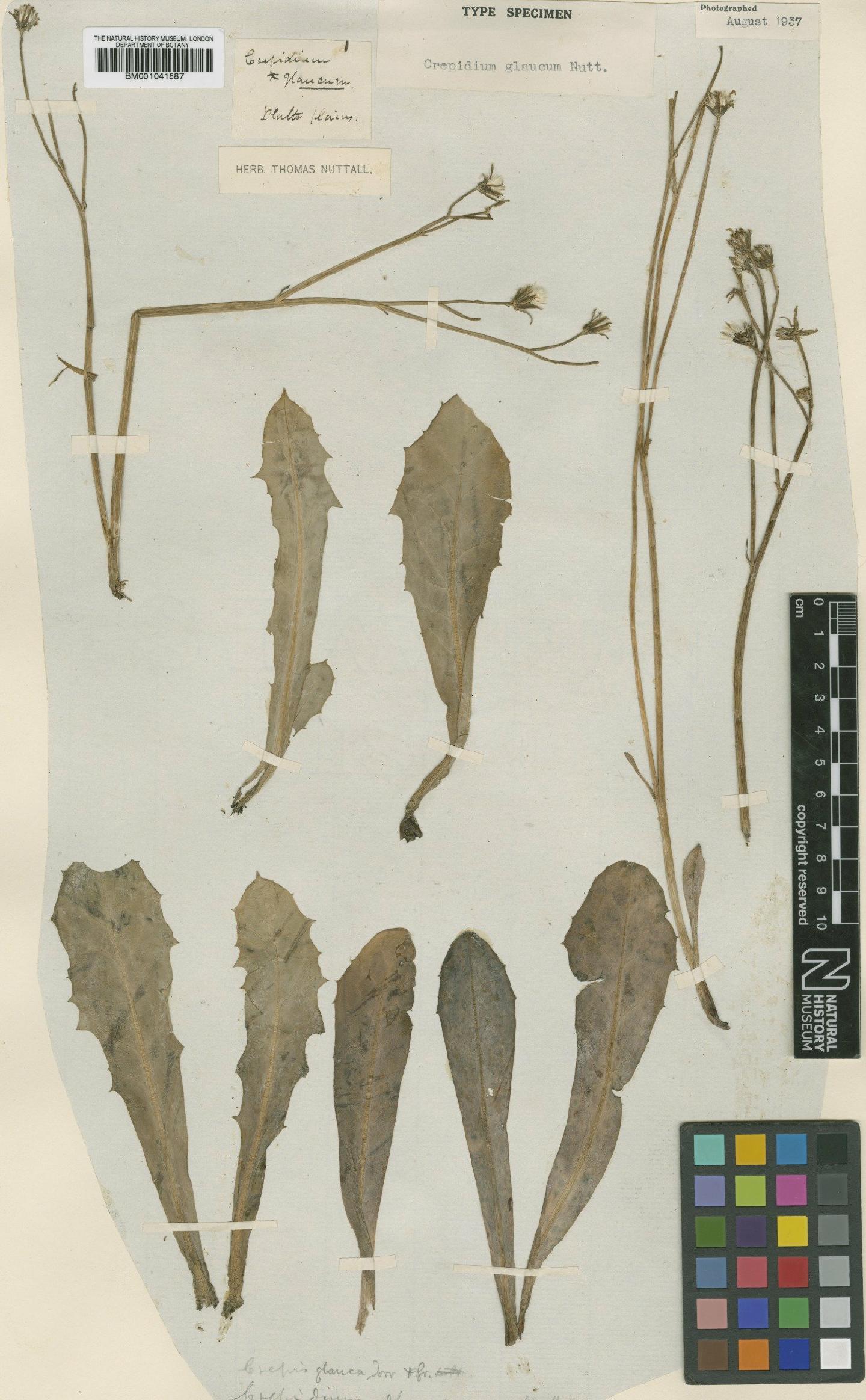 To NHMUK collection (Crepis runcinata subsp. glauca (Nutt.) Babc. & Stebbins; Type; NHMUK:ecatalogue:1162270)