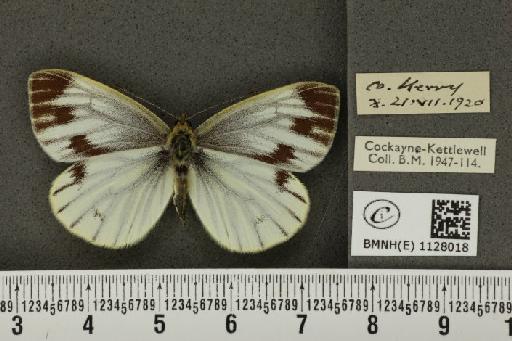 Pieris napi britannica ab. vidua Donovan, 1936 - BMNHE_1128018_81227