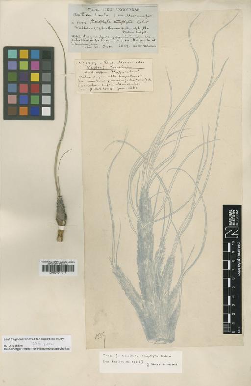 Xerophyta stenophylla Baker - BM001011717