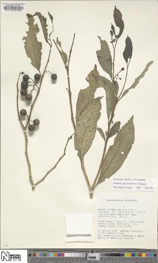Solanum aphyodendron S.Knapp - BM000579046