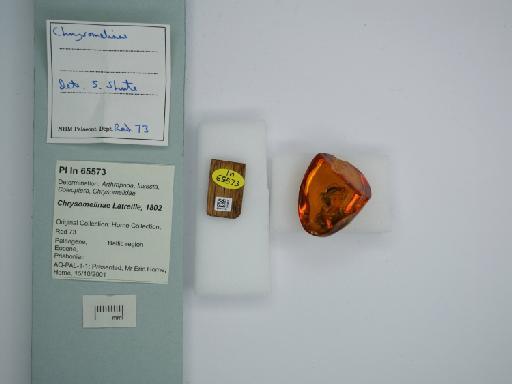 Chrysomelinae Latreille, 1802 - 014711490____