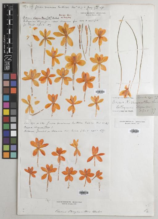 Crocus chrysanthus Herb. - BM010763610