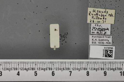 Chromatomyia seneciovora Spencer, 1959 - BMNHE_1473788_48954