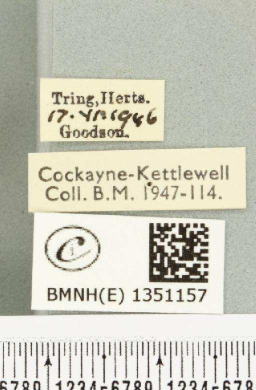 Korscheltellus lupulina ab. dacicus Caradja, 1893 - BMNHE_1351157_label_186267