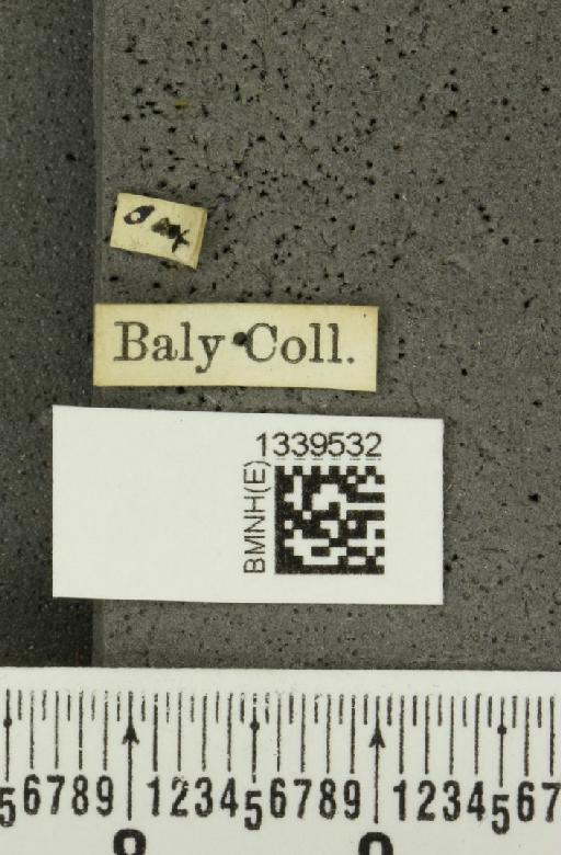 Isotes interruptofasciata (Baly, 1879) - BMNHE_1339532_label_22715