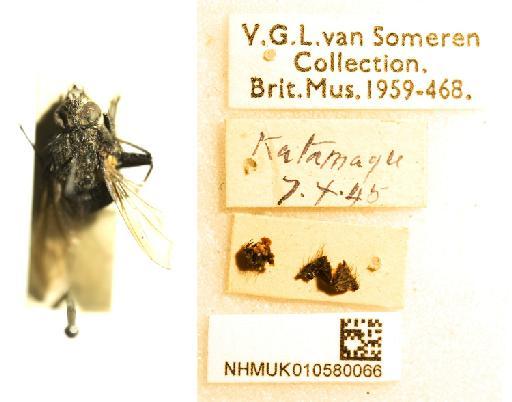 Isomyia connivens (Villeneuve, 1917) - 010580066 Isomyia connivens labels