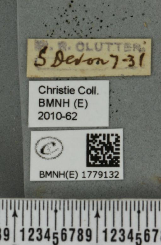 Colostygia pectinataria (Knoch, 1781) - BMNHE_1779132_label_354577