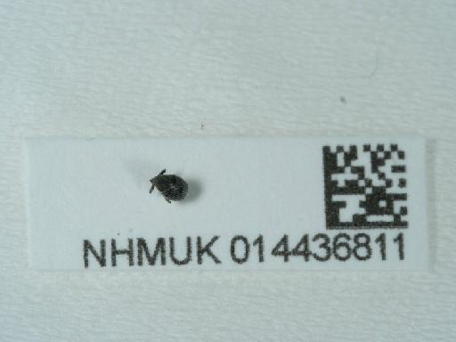 Ceutorhynchus (Ceutorhynchus) typhae (Herbst, 1784) - 014436811_3