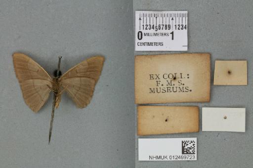 Noreia ajaia (Walker, 1859) - 012499723_reverse