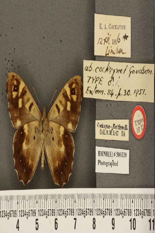 Pararge aegeria tircis ab. cockaynei Goodson, 1951 - BMNHE_500320_3324