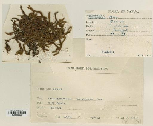 Schlotheimia longiseta Dixon - BM000982860