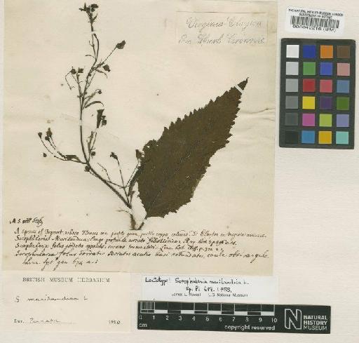 Scrophularia marilandica L. - BM000042216