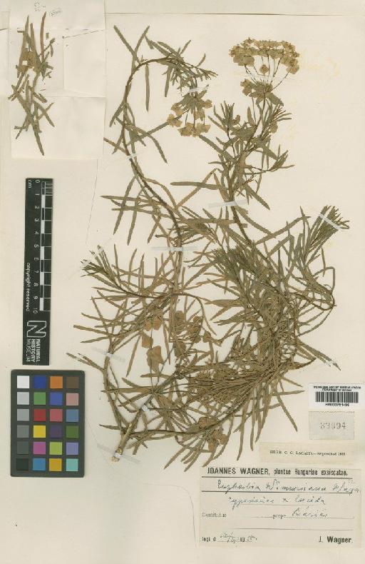 Euphorbia lucida von Waldstein & Kit. - BM000751496