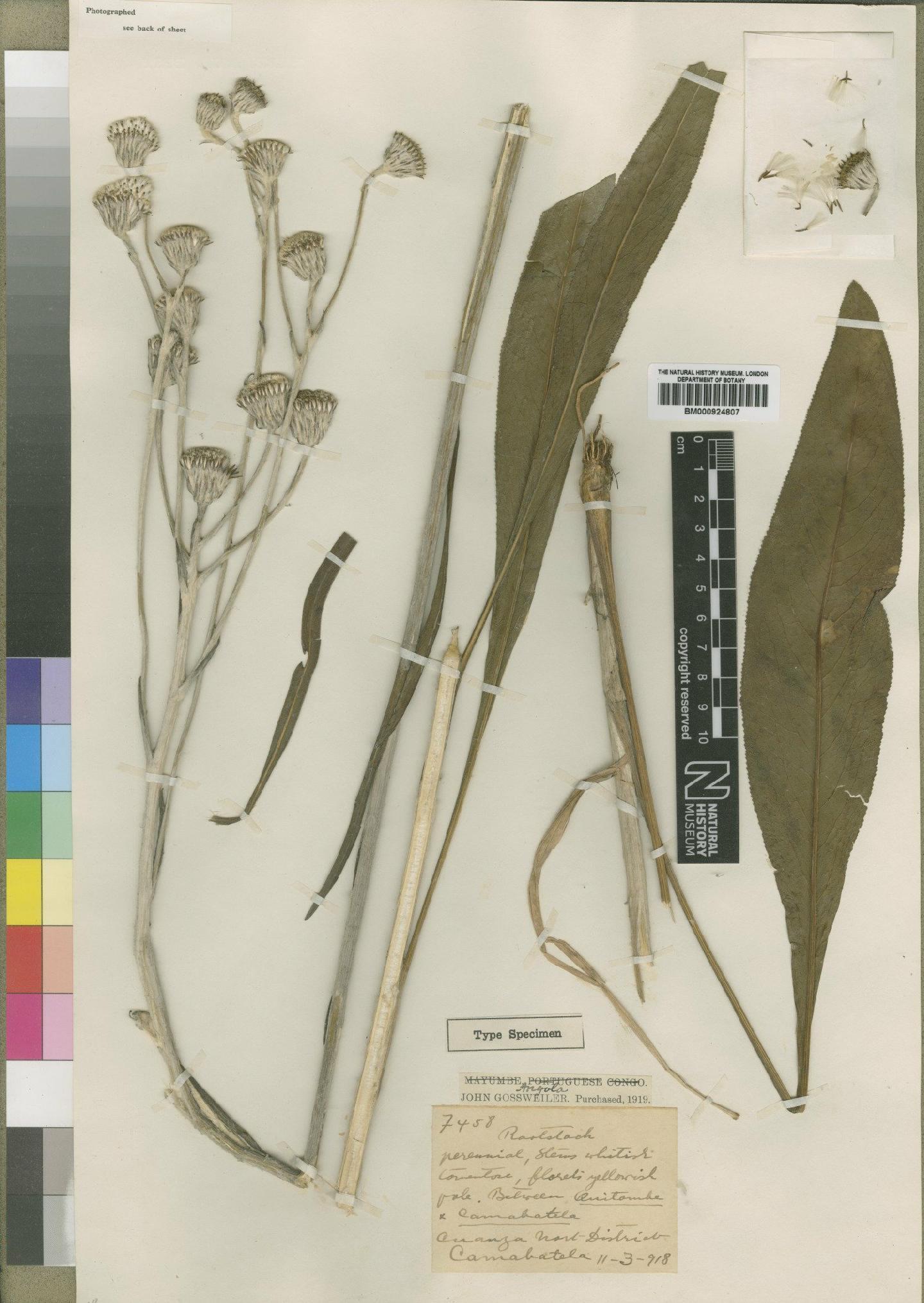 To NHMUK collection (Senecio ornatus Moore; Type; NHMUK:ecatalogue:4553543)