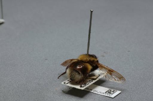 Volucella bombylans (Linnaeus, 1758) - 012530560_additional_1