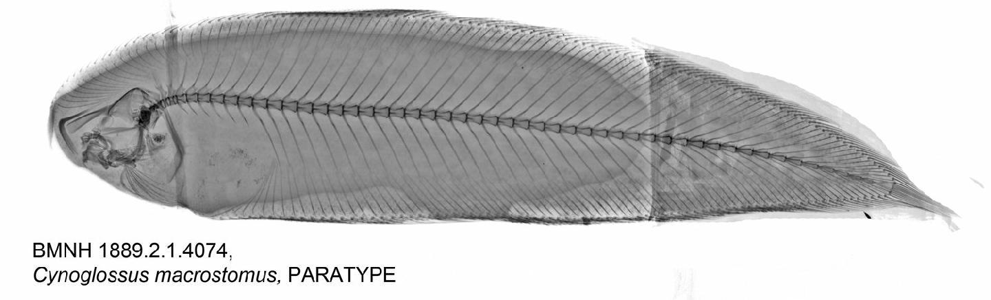 To NHMUK collection (Cynoglossus macrostomus Norman, 1928; PARATYPE; NHMUK:ecatalogue:3115203)