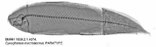 Cynoglossus macrostomus Norman, 1928 - BMNH 1889.2.1.4074,  Cynoglossus macrostomus, PARATYPE, Radiograph