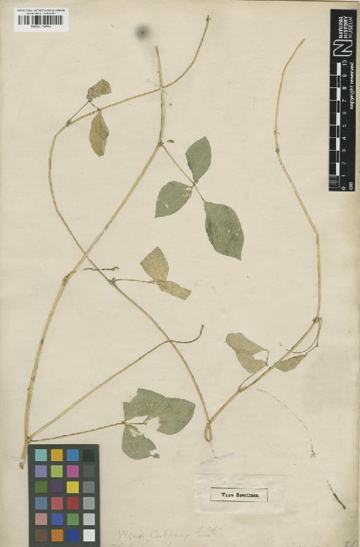 Vigna unguiculata (L.) Walp. - BM001124554