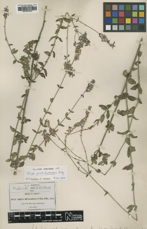 Salvia guadalajarensis Briq. - BM000992964