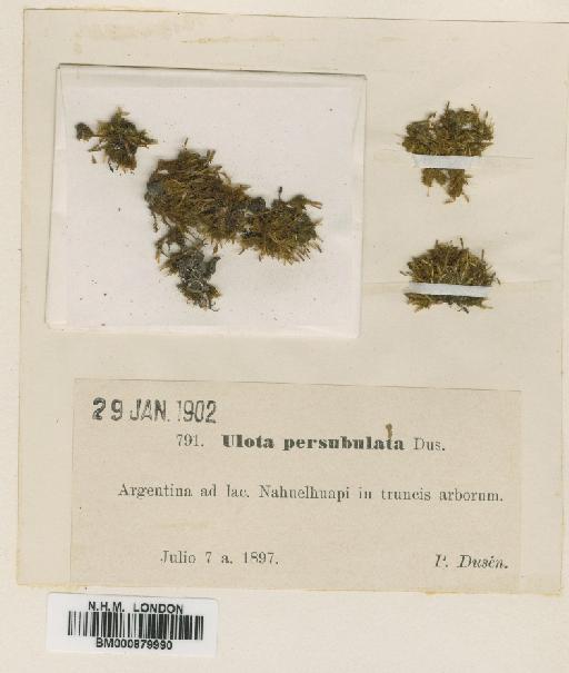 Ulota persubulata Dusén - BM000879990