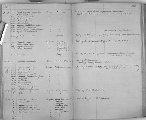 Barilius sp - Zoology Accessions Register: Reptiles & Fishes: 1878 - 1892: page 256