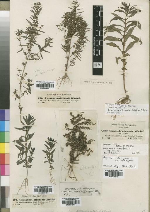 Ammannia baccifera subsp. baccifera L. - BM000902438