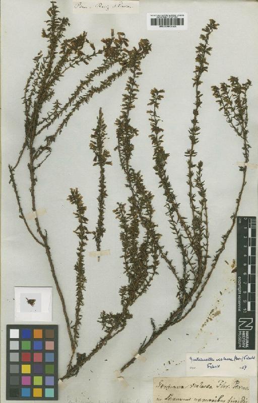 Gentianella violacea (G.Don ex D.Don) Fabris - BM000953043