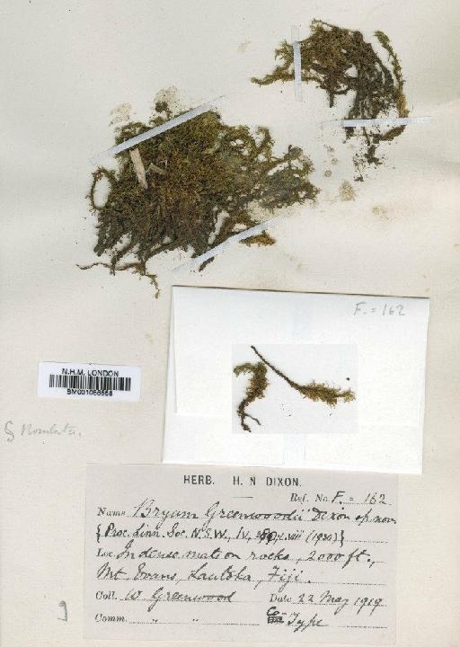 Bryum ramosum (Hook.) Mitt. - BM001086558