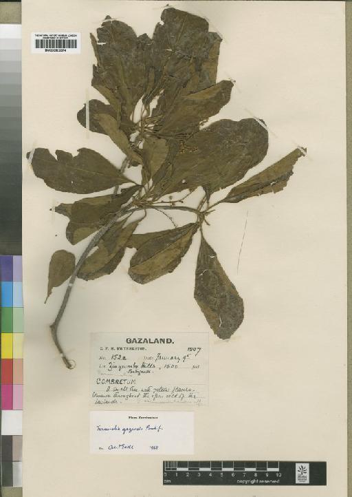 Terminalia gazensis Baker f. - BM000902374