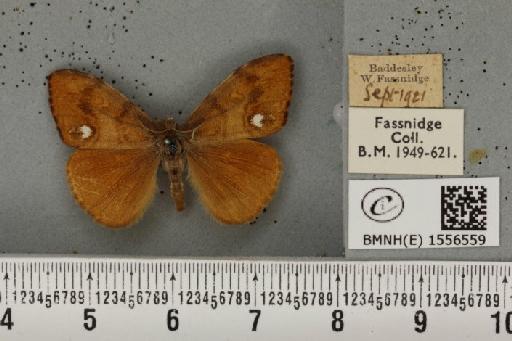 Orgyia antiqua (Linnaeus, 1758) - BMNHE_1556559_256368