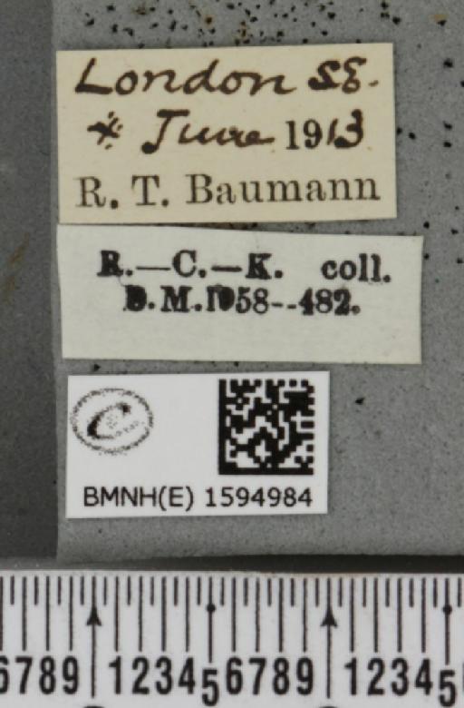 Idaea seriata ab. cubicularia Peyerimhoff, 1862 - BMNHE_1594984_label_262799