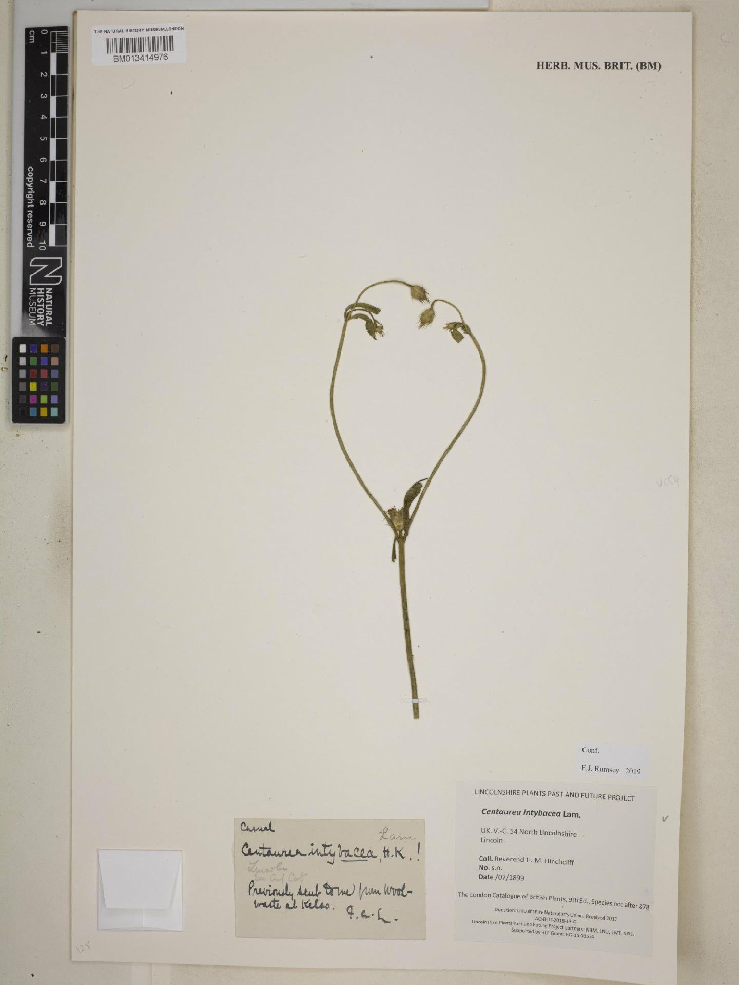 To NHMUK collection (Centaurea intybacea Lam.; NHMUK:ecatalogue:8738075)