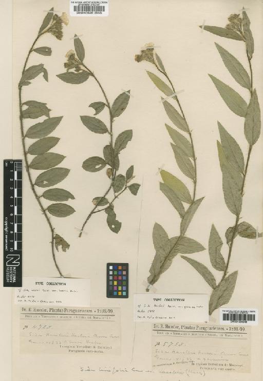 Sida linifolia Cav. - BM000545628