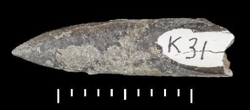 Parapassaloteuthis zieteni (Mayer-Eymar, 1884) - PI CC 1108 - belemnite