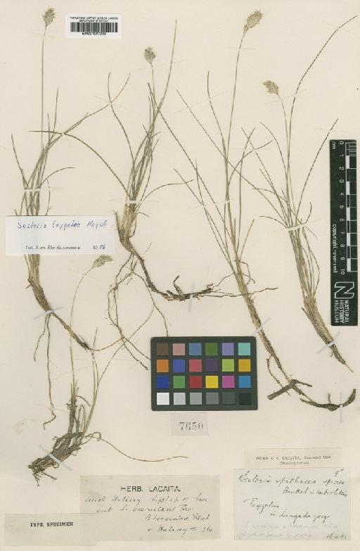 Sesleria taygetea Hayek - BM001067268