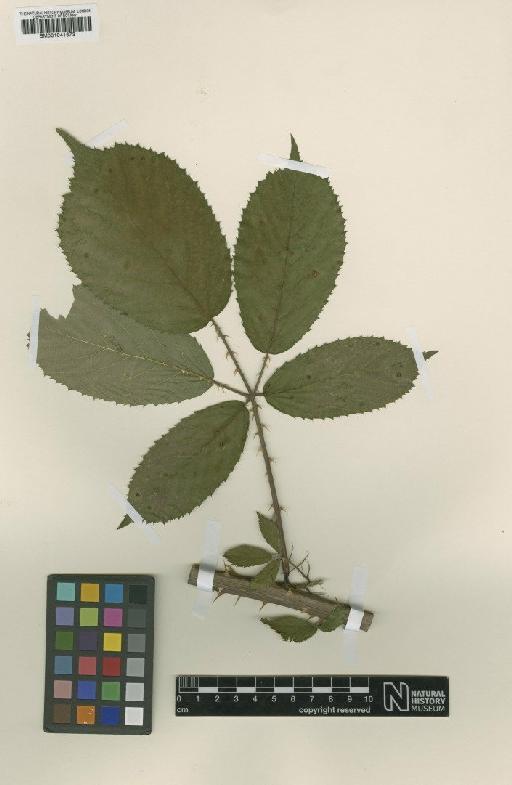 Rubus series Micantes anglobelgicus D.E.Allen & Vannerom - BM001041673