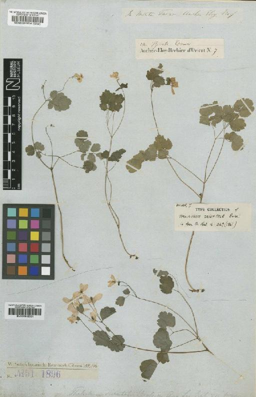 Thalictrum aquilegiifolium L. - BM000946001