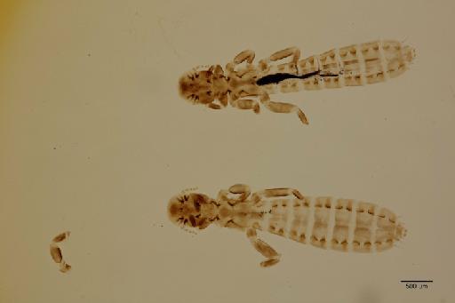 Episbates pederiformis Dufour, 1835 - 010669390_specimen