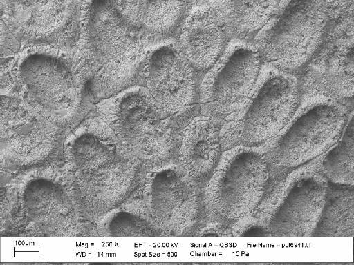 Charixa sexspinata Martha et al., 2019 - PI BZ 2000 – cf. Spinicharixa