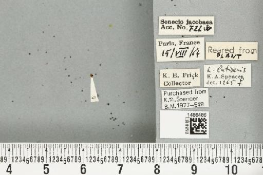 Liriomyza latigenis (Hendel, 1920) - BMNHE_1486486_50210