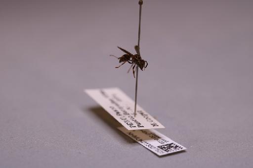 Polybia (Myrapetra) bistriata Fabricius - 013627525_additional_4