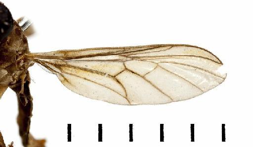 Xenomorpha brevicornis Lindner, 1949 - NHMUK 010264302 Xenomorpha brevicornis - wing