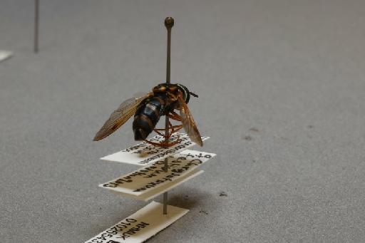 Chrysotoxum festivum (Linnaeus, 1758) - 010265433_additional_1