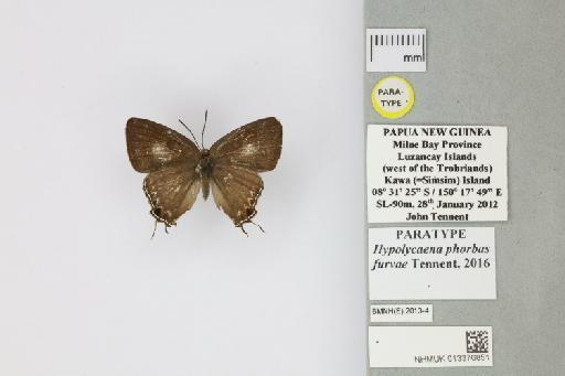 Hypolycaena phorbas furvae Tennent, 2016 - 013376851_Hypolycaena_phorbas_furvae_Tennent_2016_PT