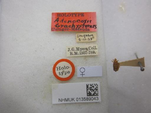 Adenocoris brachypterus Usinger & Matsuda, 1959 - 013589043 Adenocoris brachypterus HT f labels