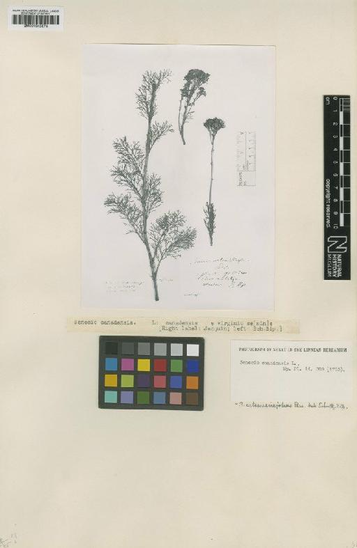 Senecio adonifolius Loisel. - BM001042973