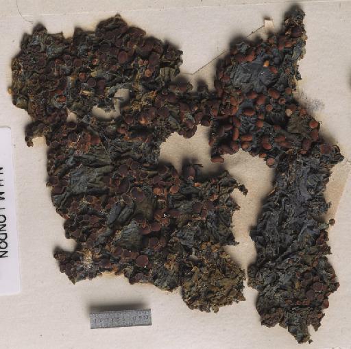 Collema rechingeri Zahlbr. - BM001097165_a.tif