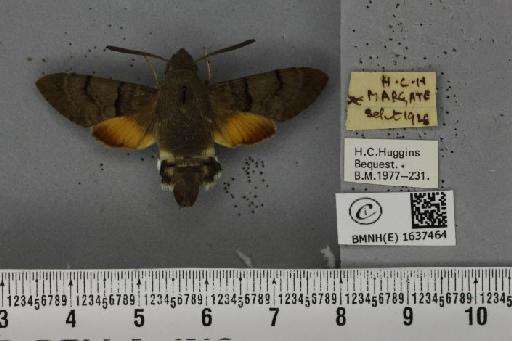 Macroglossum stellatarum (Linnaeus, 1758) - BMNHE_1637464_206137