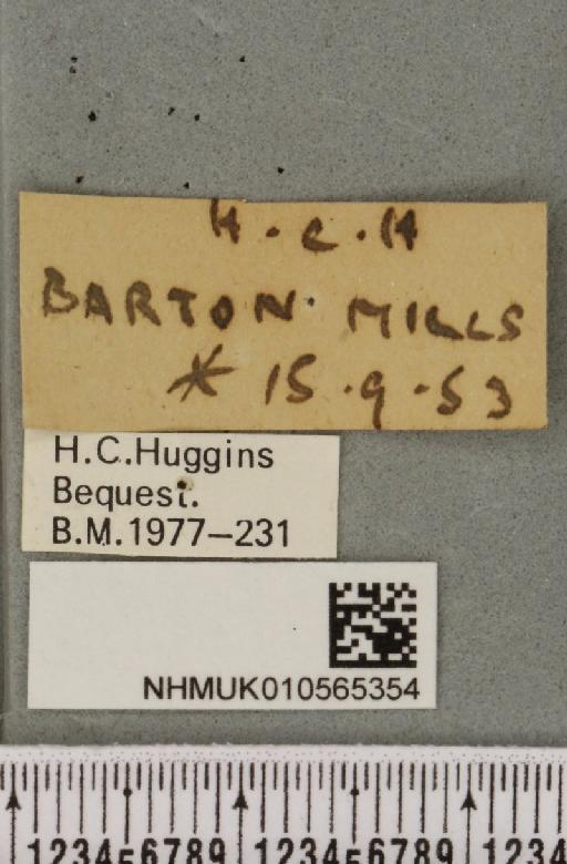 Cirrhia ocellaris (Borkhausen, 1792) - NHMUK_010565354_label_622937